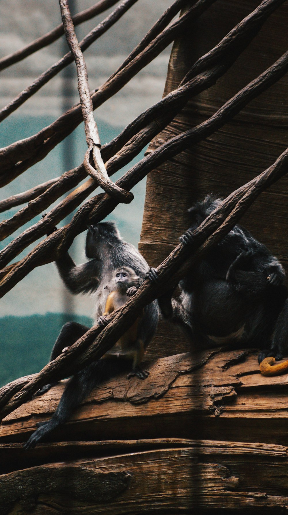 macaco branco e preto durante o dia