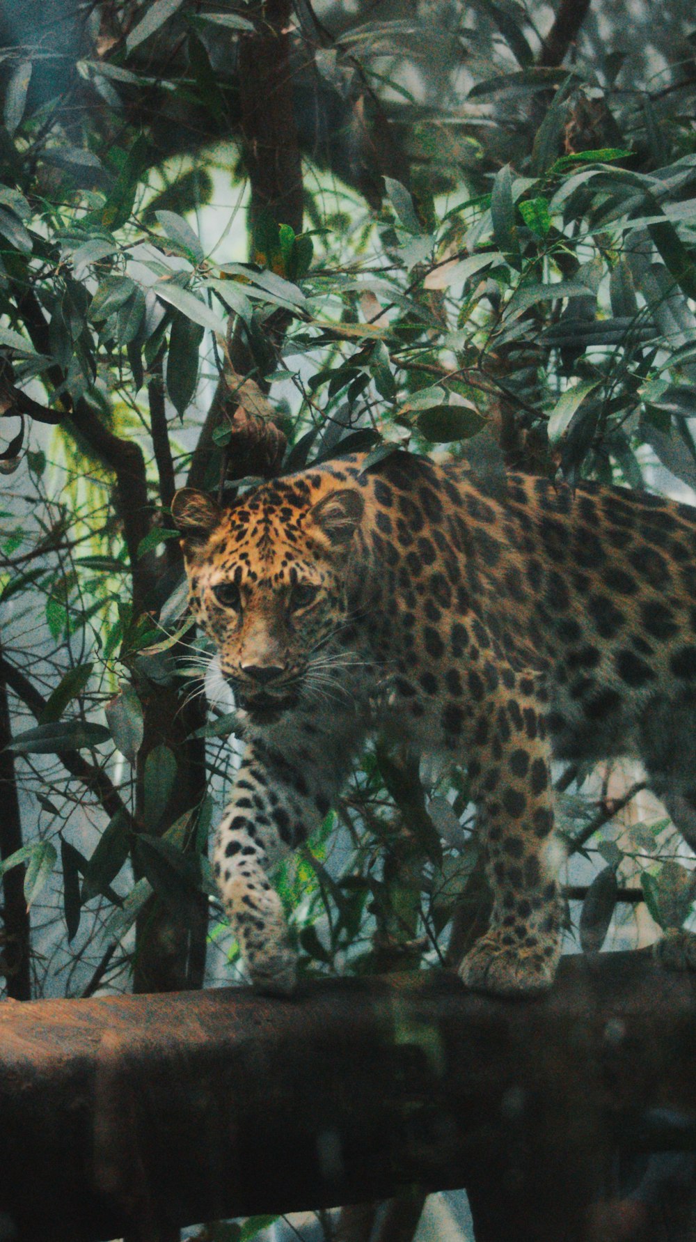 Leopardo caminando junto a un árbol