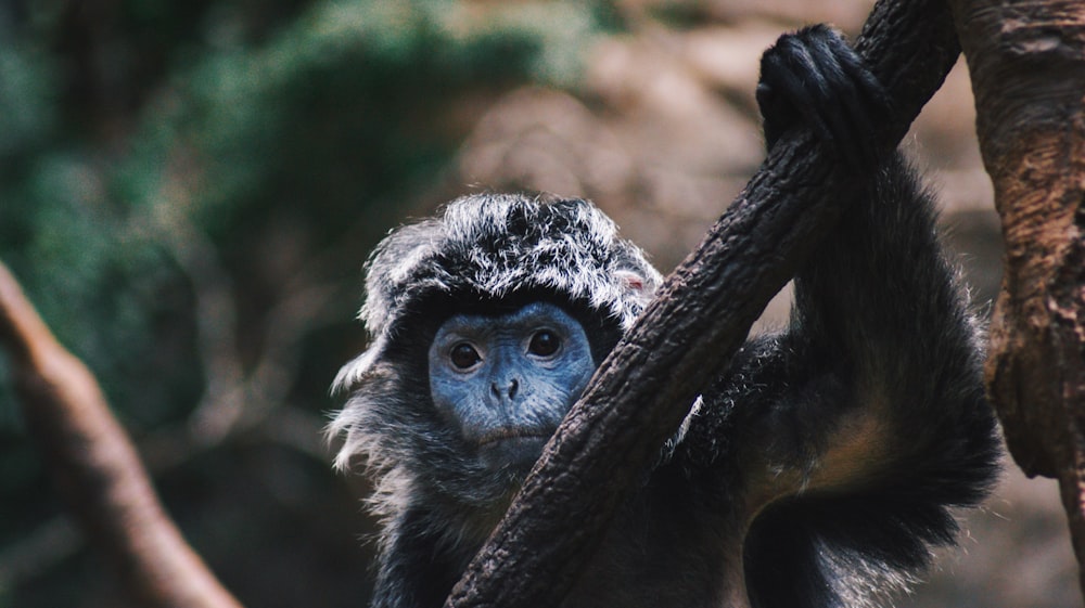 black and blue monkey during daytime