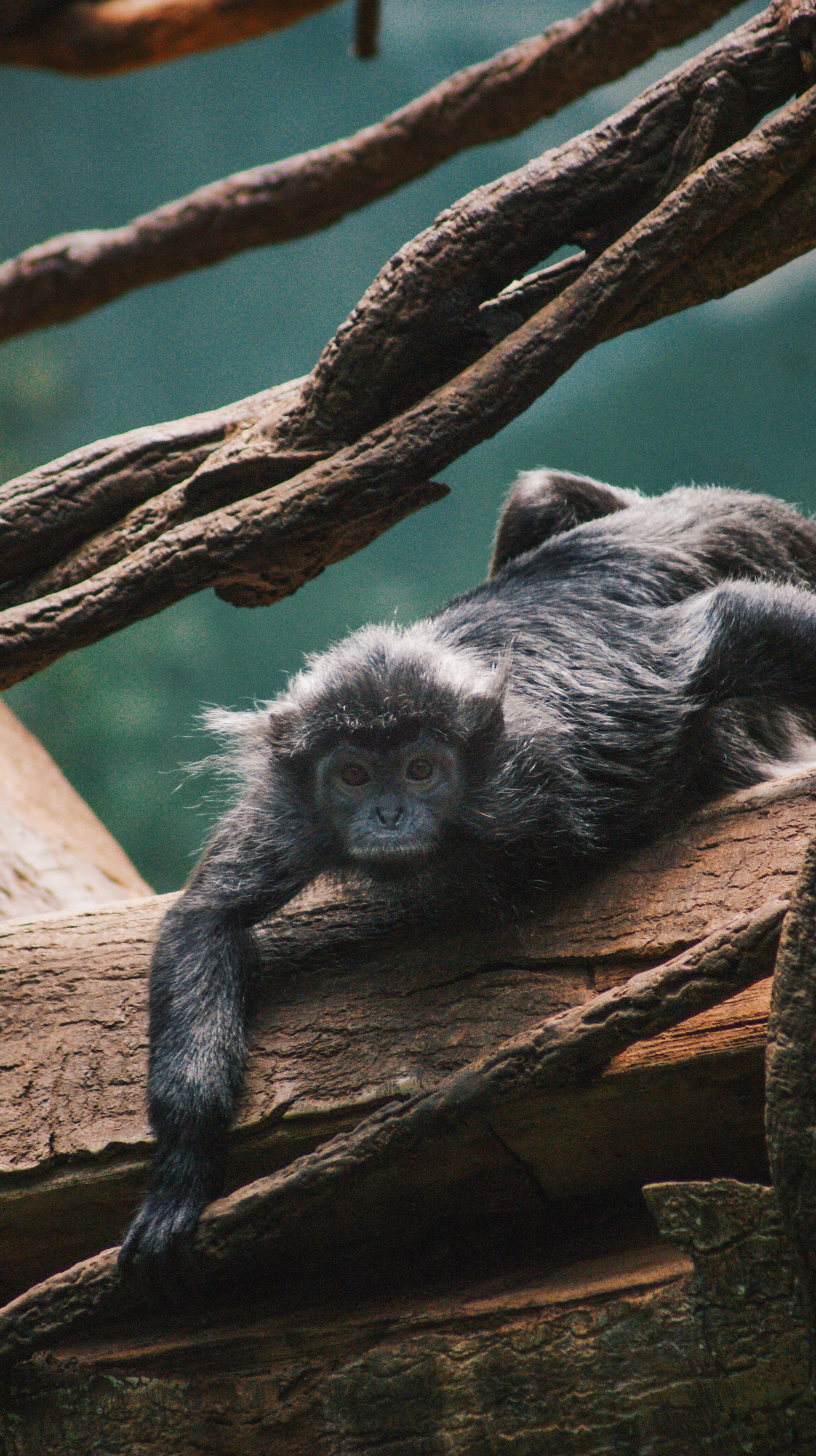 Macaco na árvore