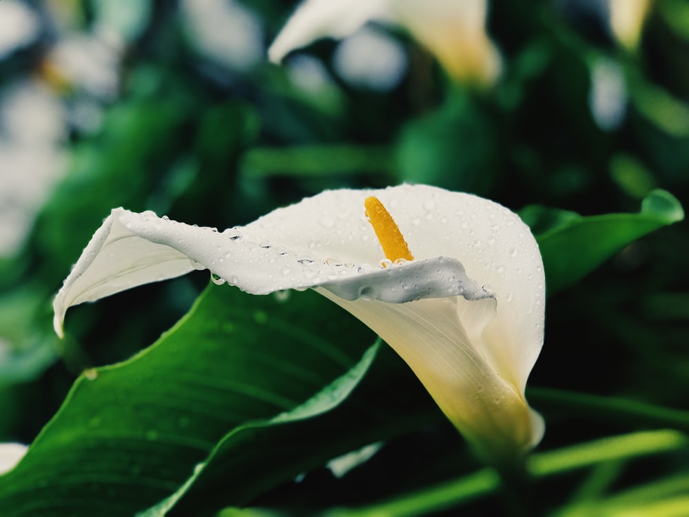 白と黄色の花びらの花