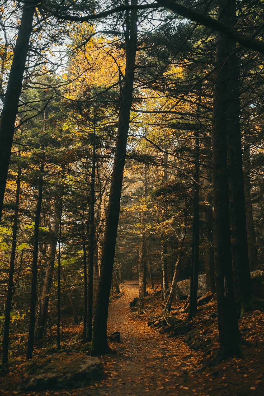 green forest