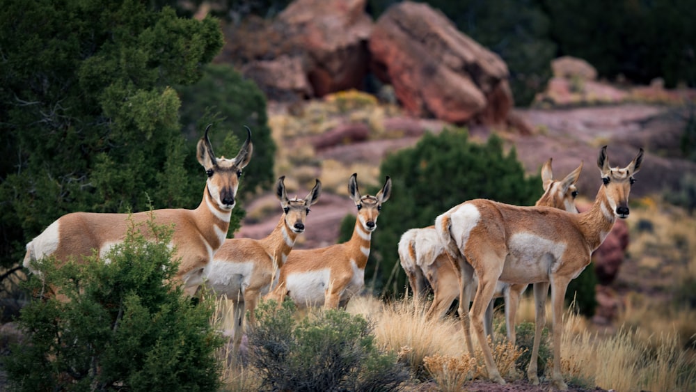 focus photo of five brown deers