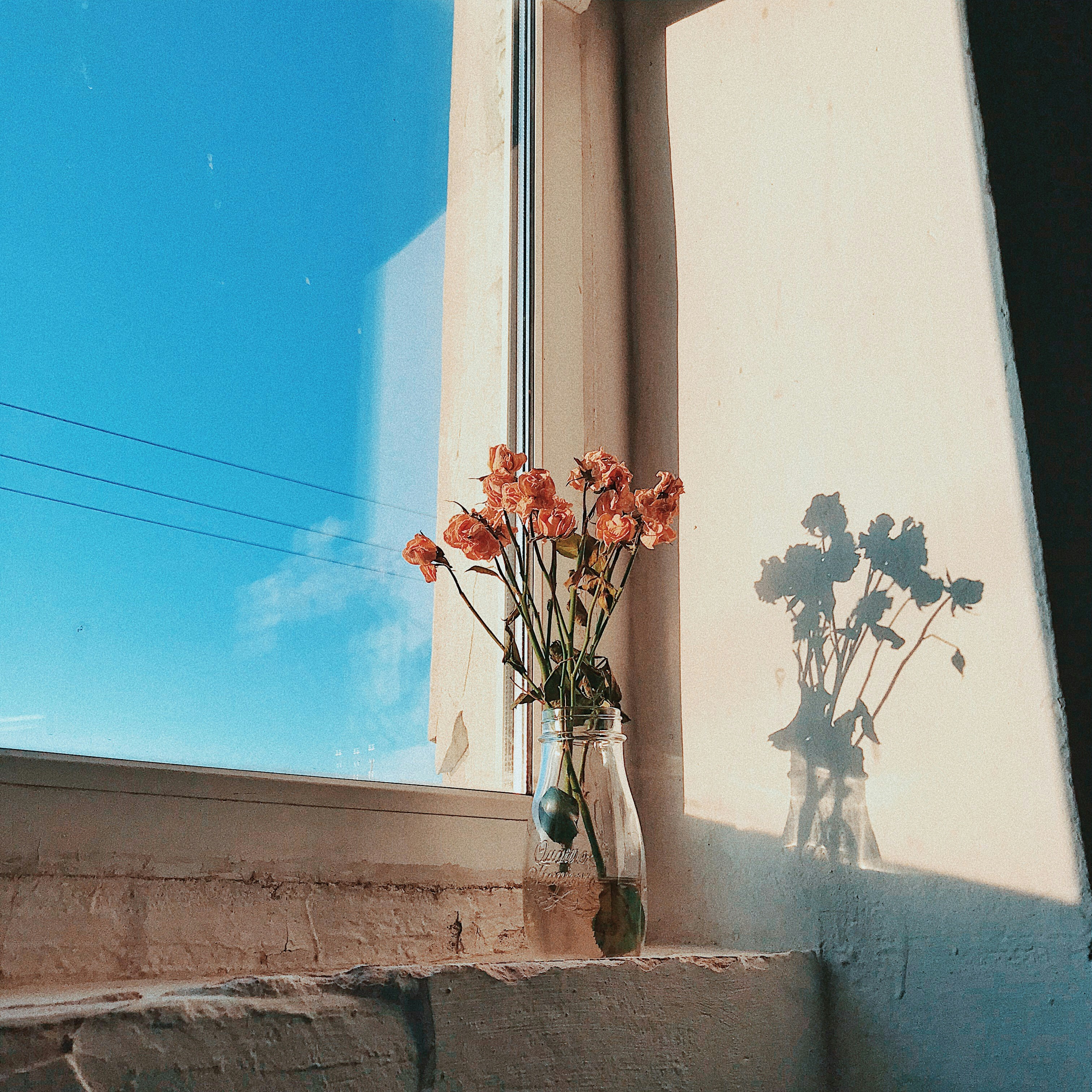 pink peony on glass vase