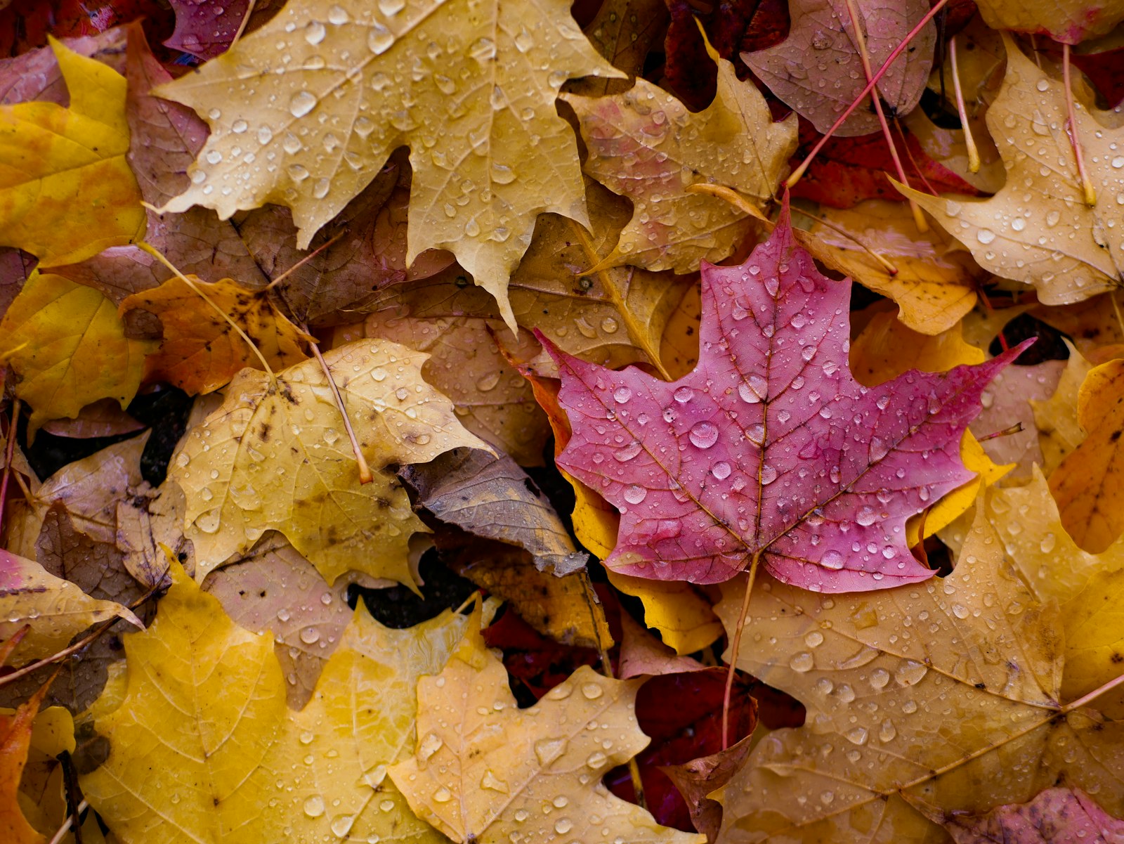 Panasonic Lumix DMC-GX85 (Lumix DMC-GX80 / Lumix DMC-GX7 Mark II) + LUMIX G 25/F1.7 sample photo. Pink and yellow leaves photography