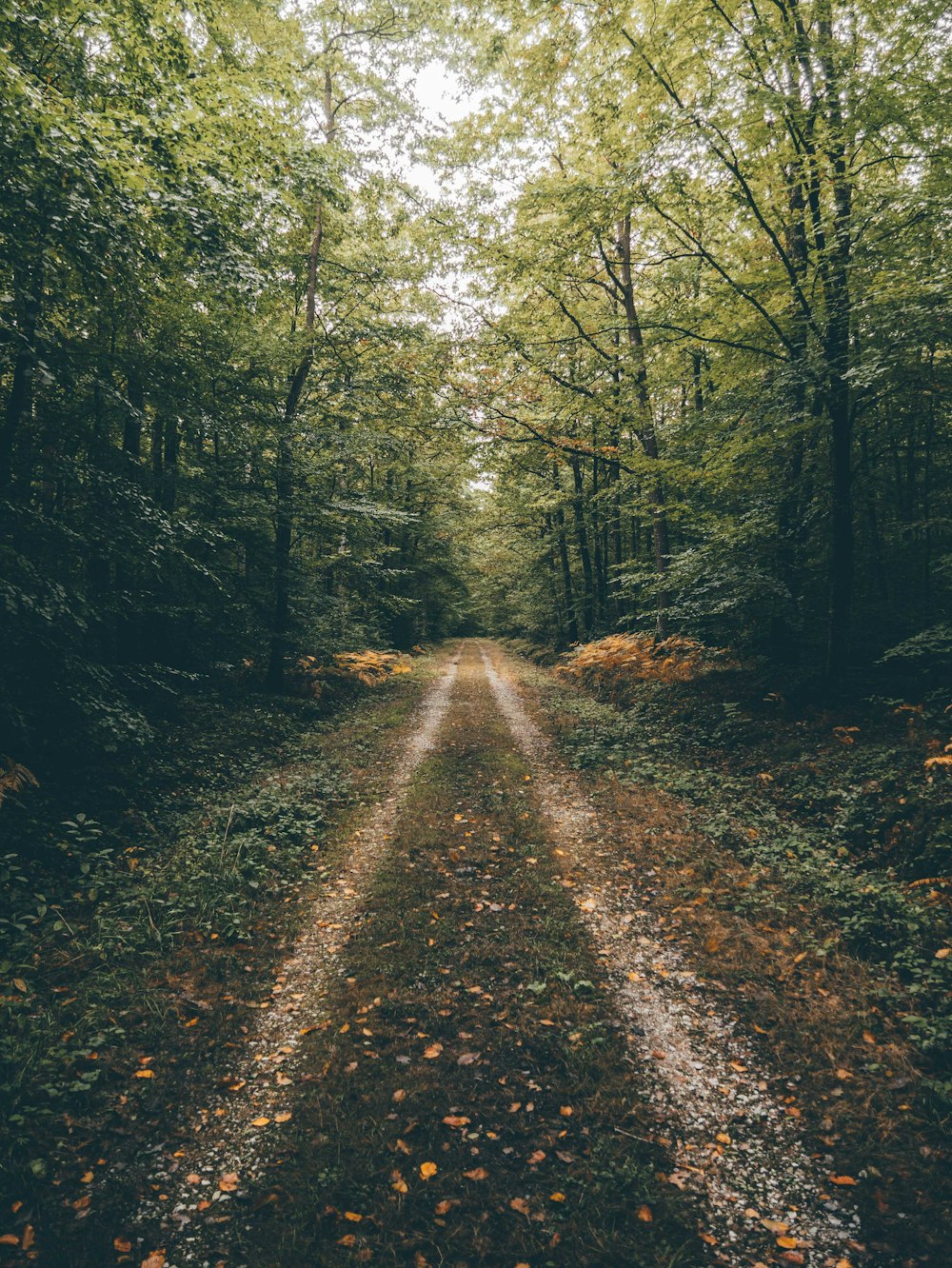 dirt road between trees