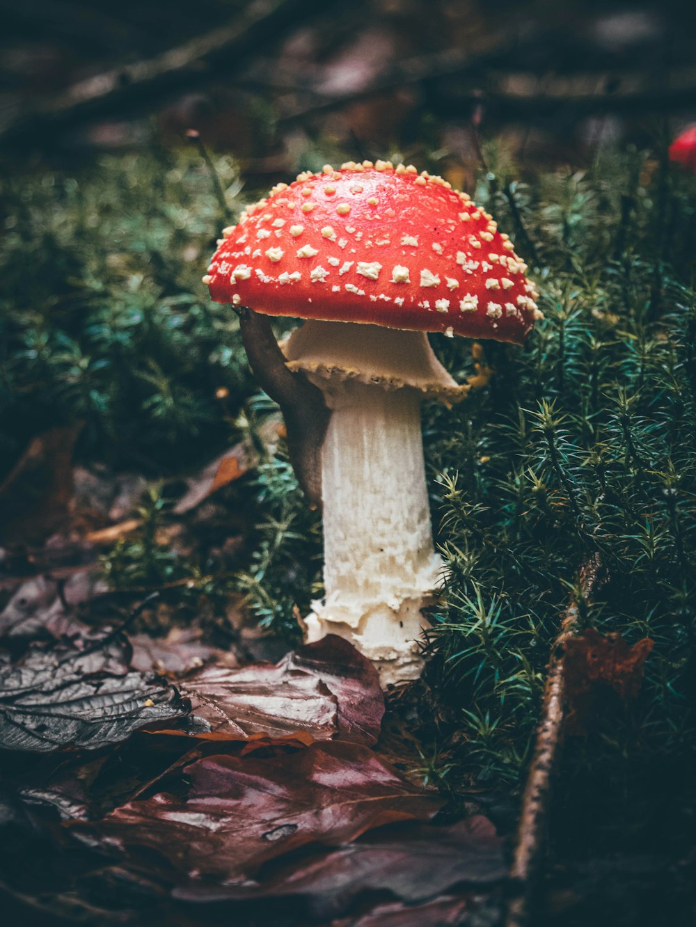 white and red mushroom on grass