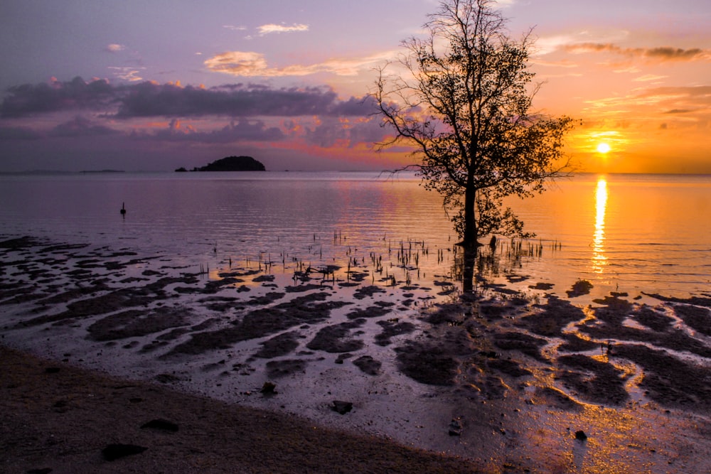 arbre sur le bord de la mer