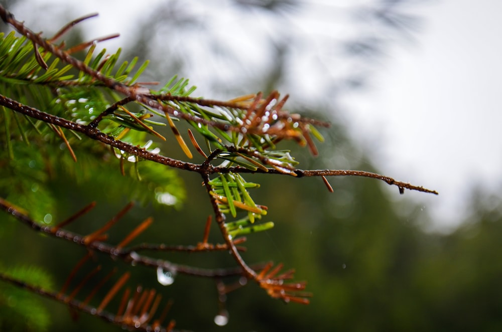 closeup photo of tree brunch