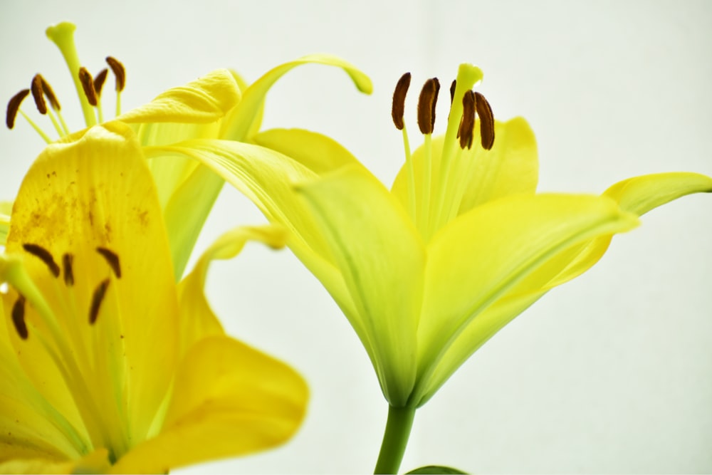 yellow-petaled flower