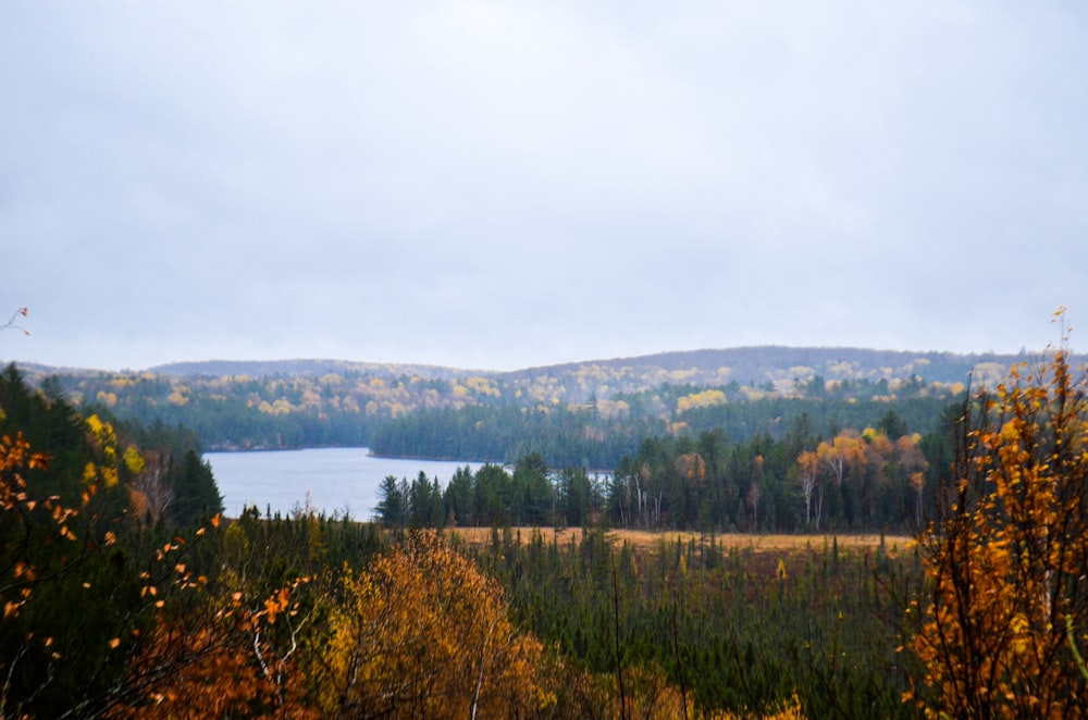 trees beside body of water