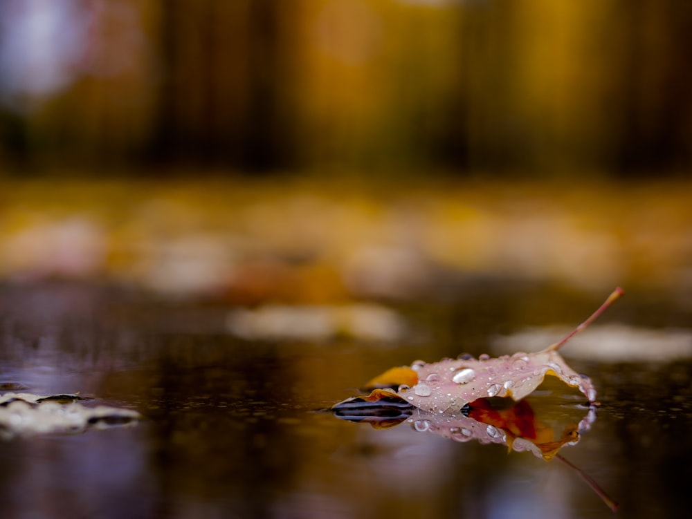 selective-focus photograph of withered leaf