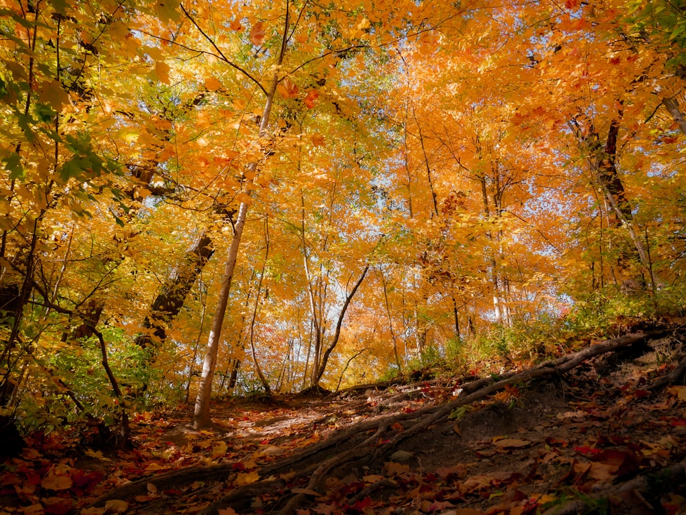 maple trees