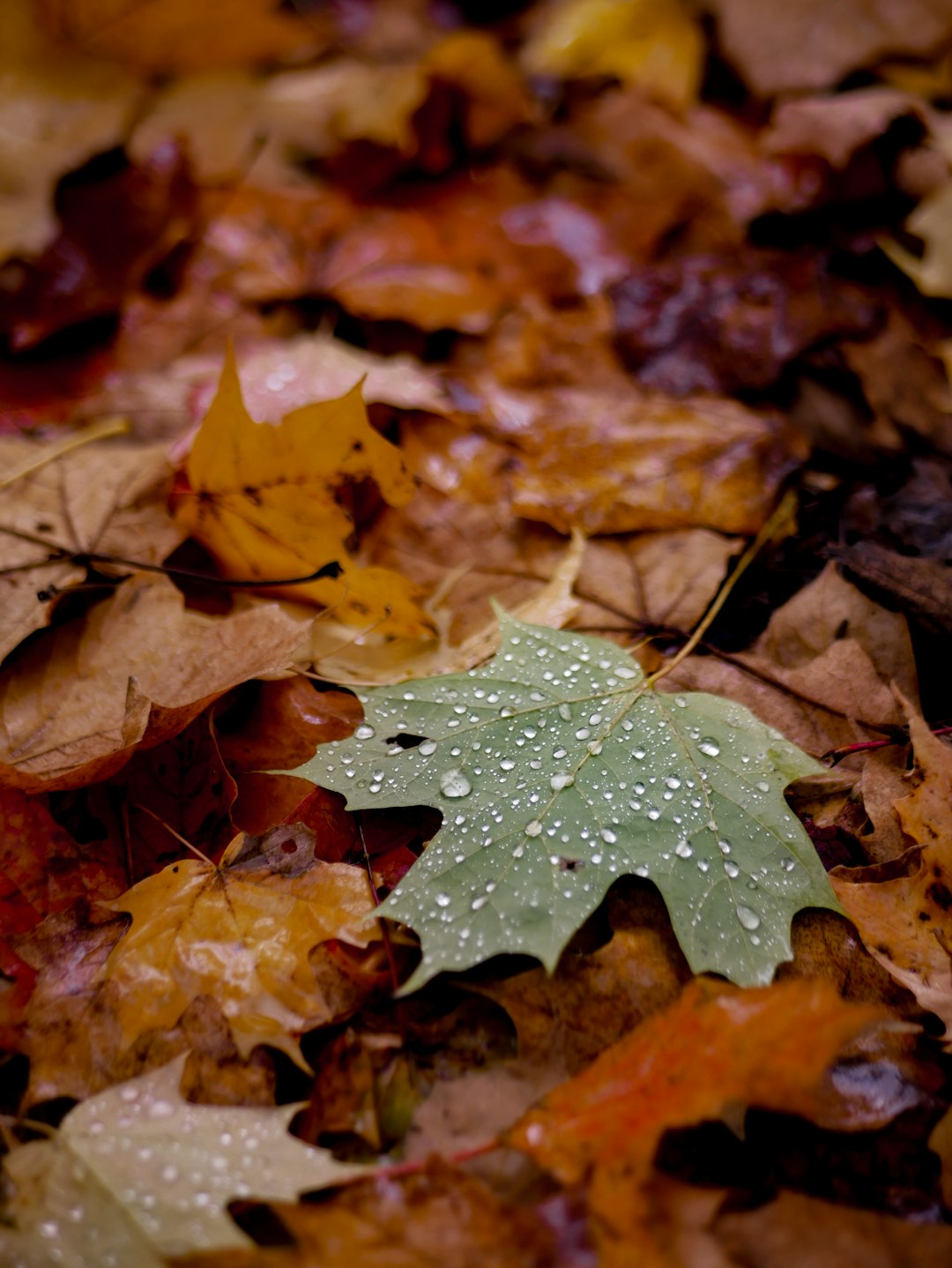 closeup photo of maple leaf