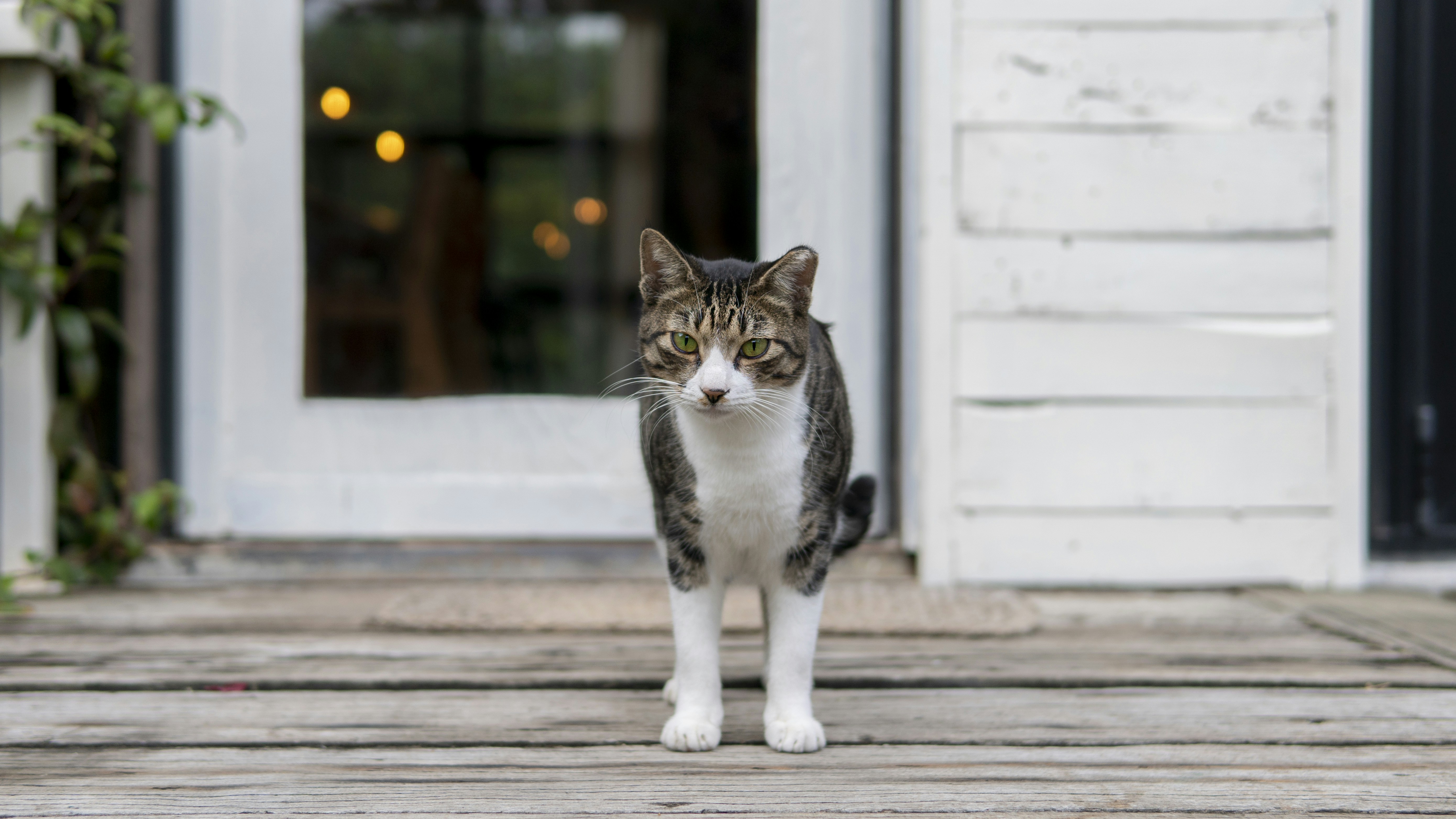 chat tigré blanc et noir