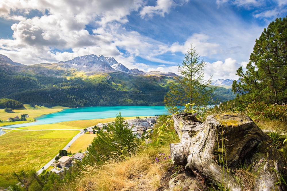 green trees and body of water