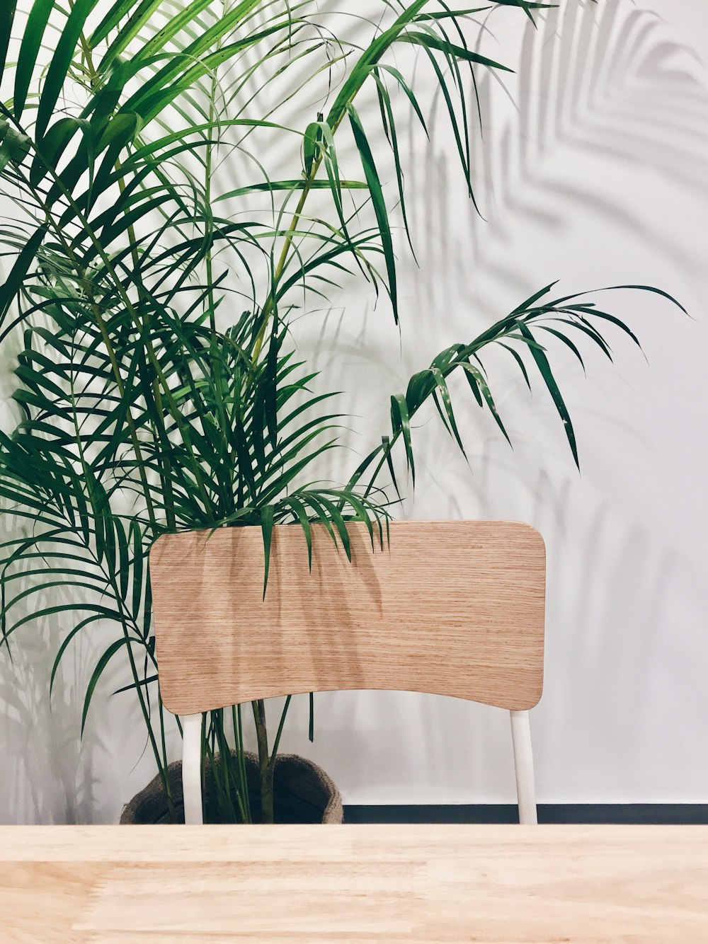 green leaf plant with brown pot