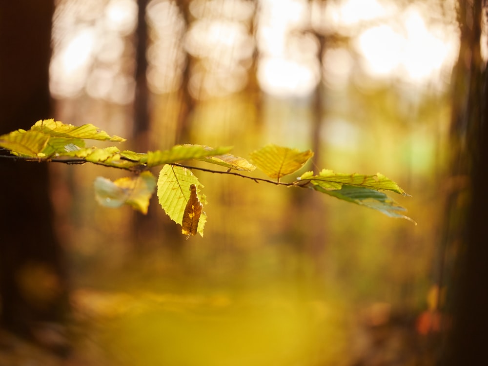 green and yellow leaf trees