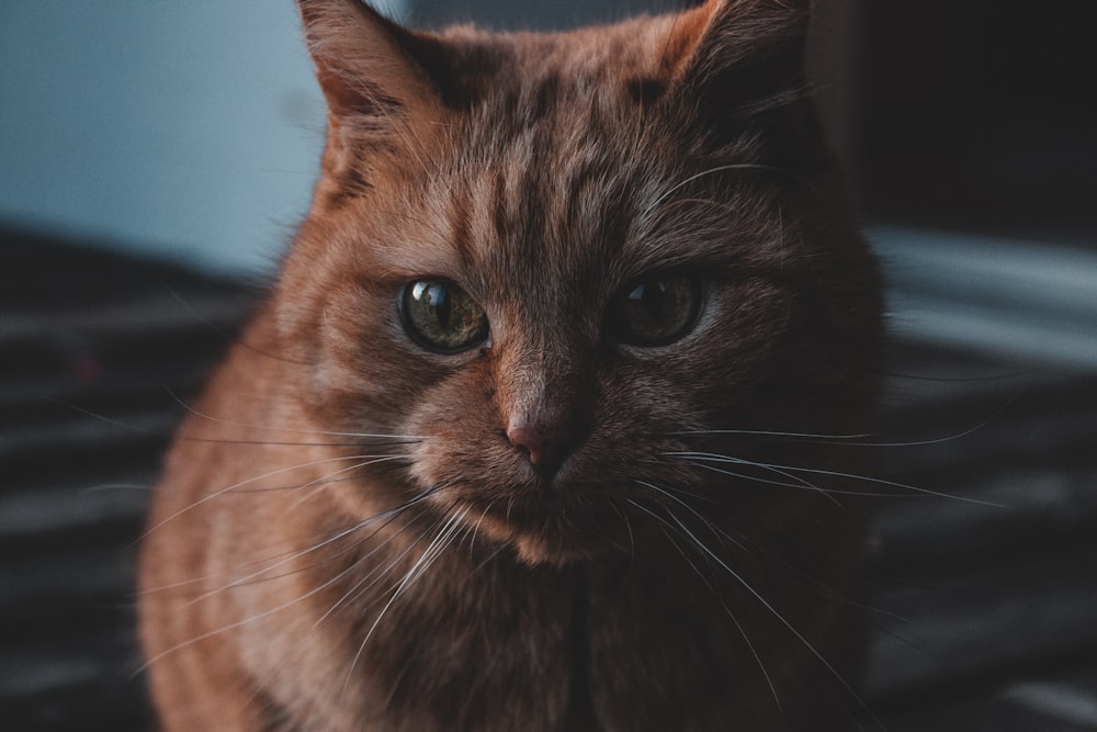 short-fur brown and white cat