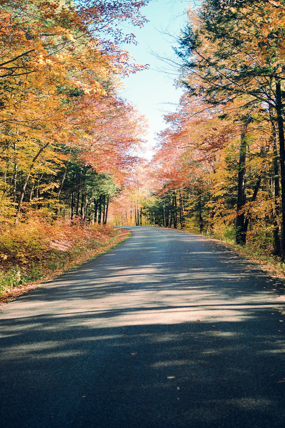 brown trees during daytime