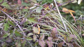 A tangle of various plants and grasses with long, slender leaves. The leaves display a mix of green, purple, and brown hues. Some of the plants have thorny stems and the arrangement appears wild and natural.