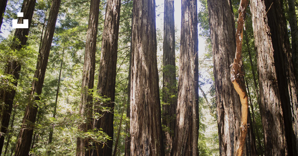 Brown Tree Project Brown and green tree trees photo – Free Plant Image on Unsplash