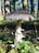 A close-up view of a large mushroom with a wide, textured cap and a pale, sturdy stem growing in a forest setting. The surrounding ground is covered with small green plants and patches of moss, with tall trees in the background allowing dappled sunlight to filter through.