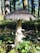 A close-up view of a large mushroom with a wide, textured cap and a pale, sturdy stem growing in a forest setting. The surrounding ground is covered with small green plants and patches of moss, with tall trees in the background allowing dappled sunlight to filter through.