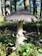A close-up view of a large mushroom with a wide, textured cap and a pale, sturdy stem growing in a forest setting. The surrounding ground is covered with small green plants and patches of moss, with tall trees in the background allowing dappled sunlight to filter through.