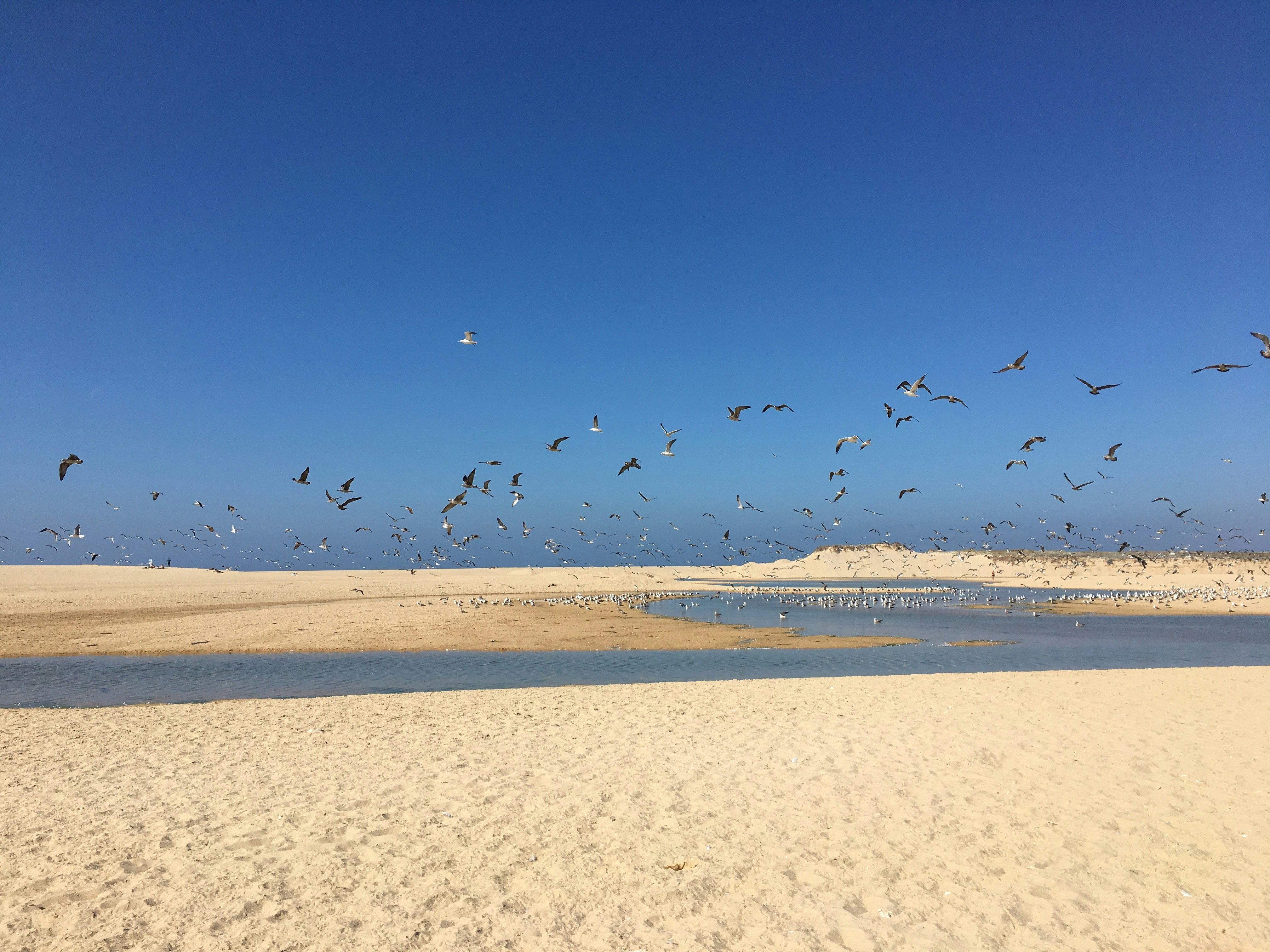 white and black abstract painting