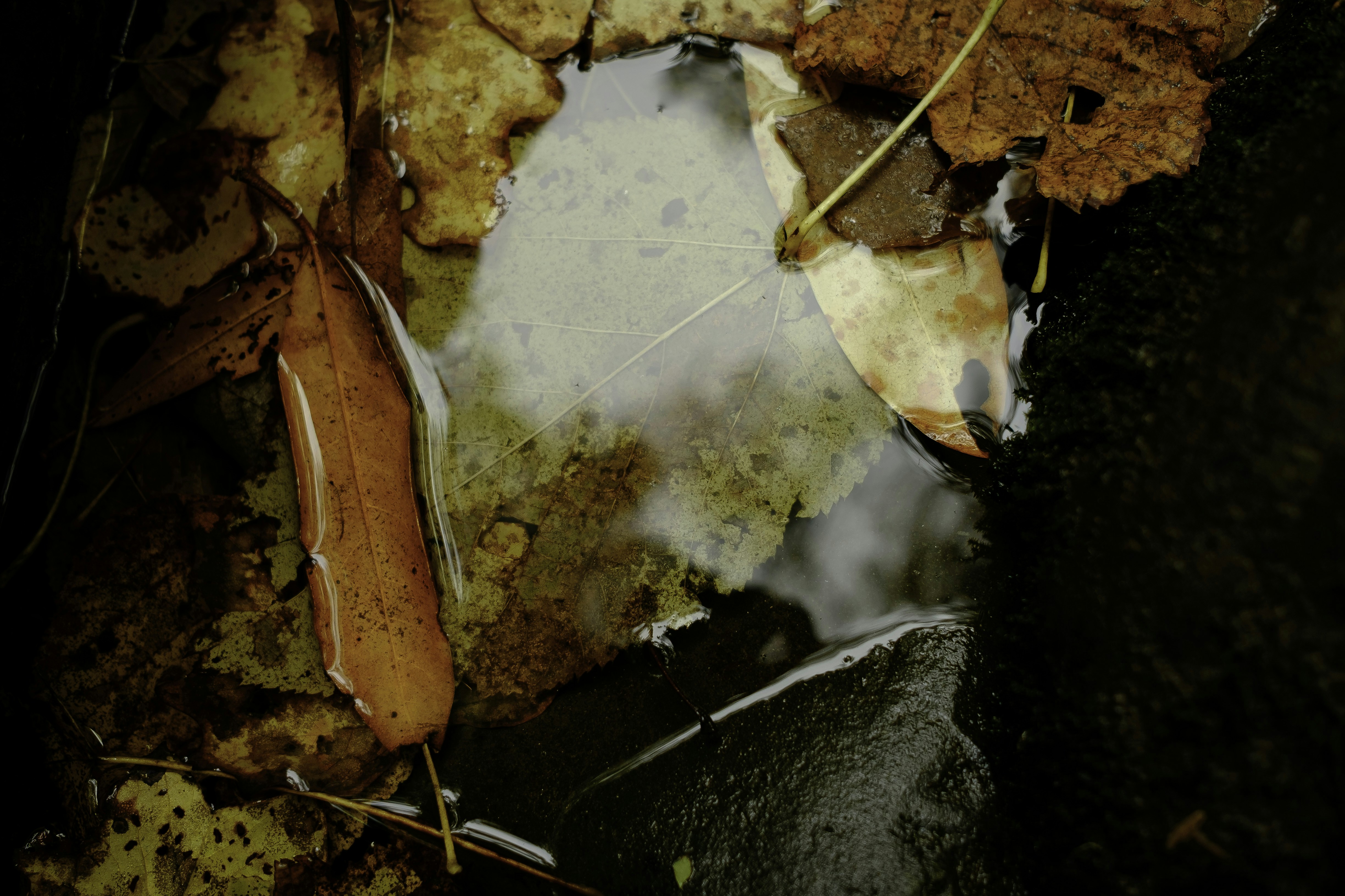 two white and brown leaf plants