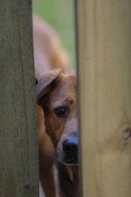 A curious beagle peeking out from behind a rustic wooden fence in a cozy backyard.