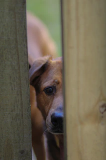 A curious beagle peeking out from behind a rustic wooden fence in a cozy backyard.