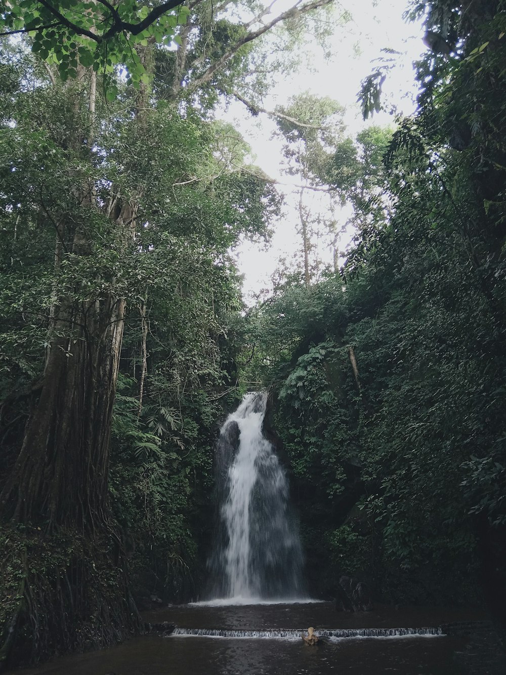waterfalls between trees