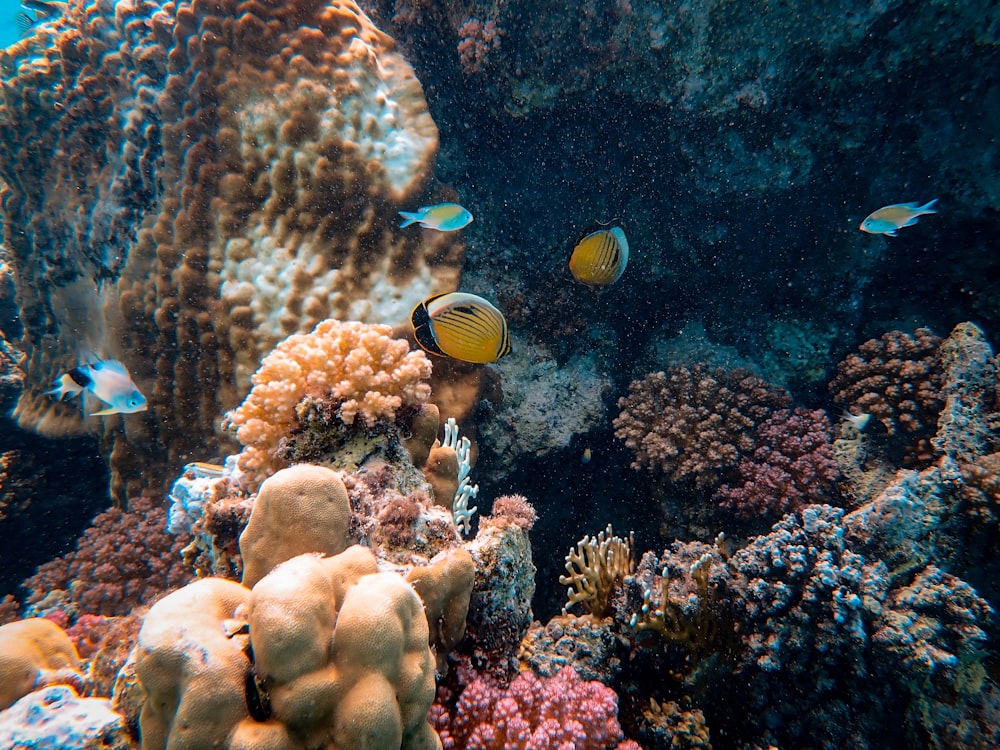 brown and black fish with fish tank