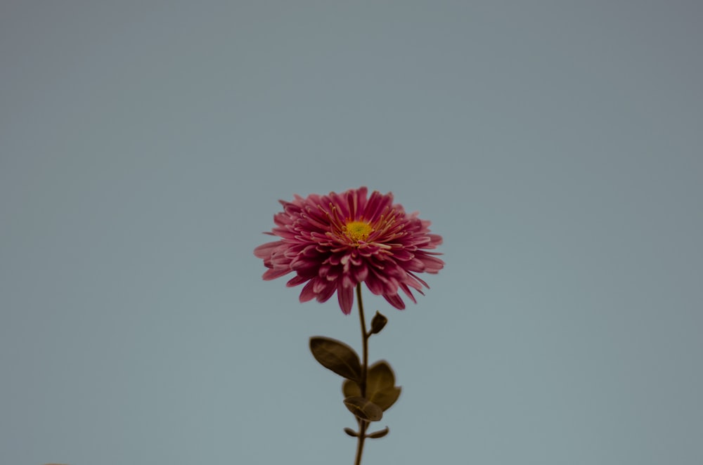 shallow focus photo of pink flower photo – Free Skopje Image on Unsplash