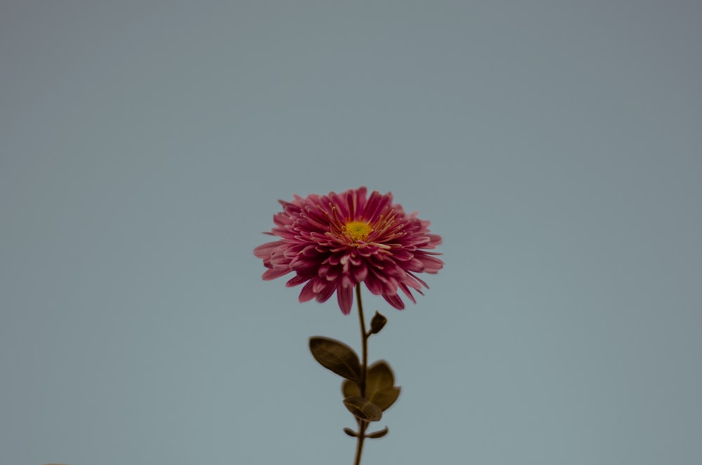 shallow focus photo of pink flower