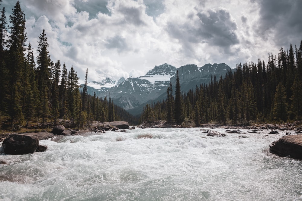 river surrounded by green pine trees