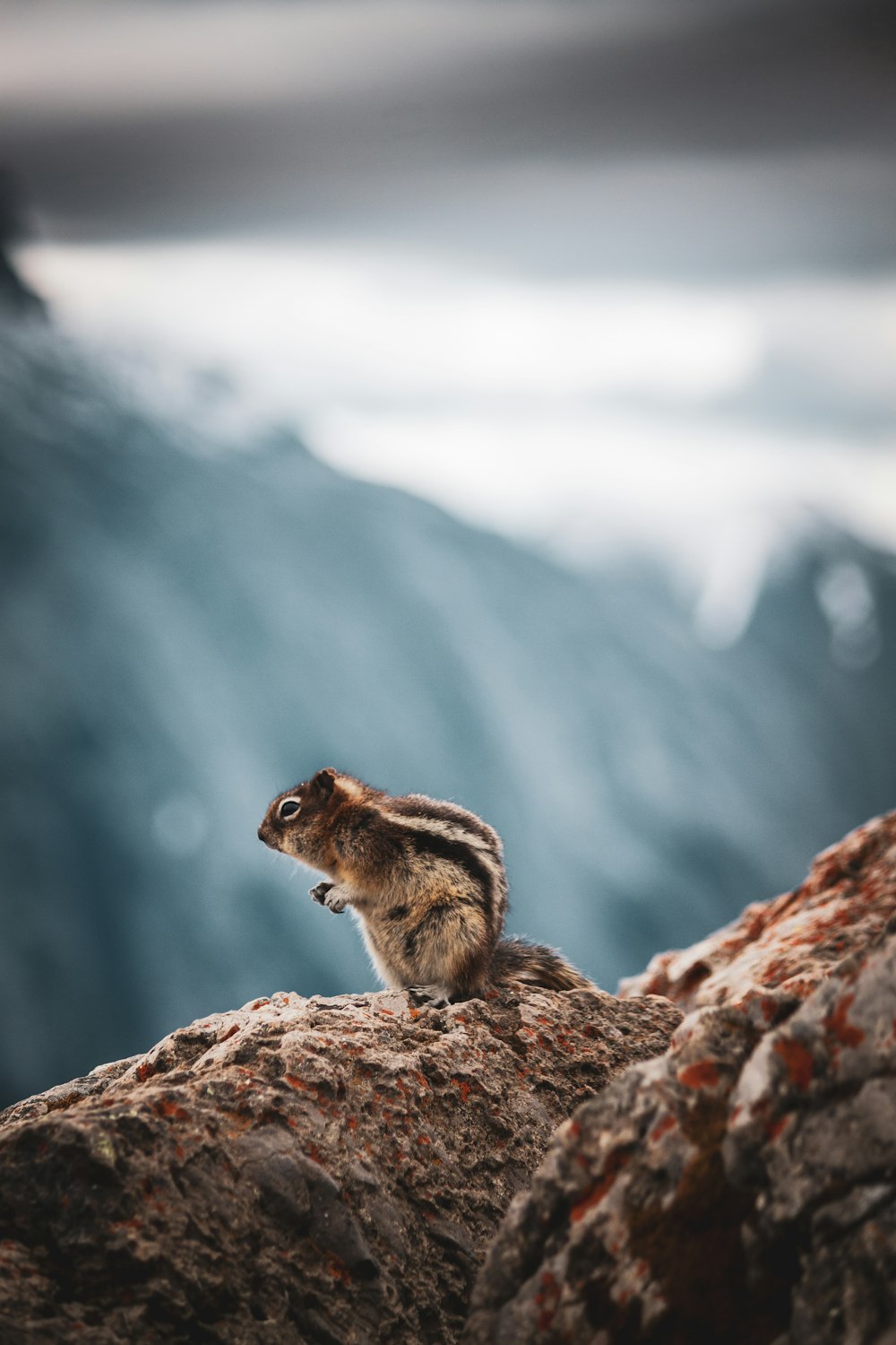 brown and black squirrel