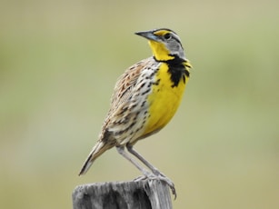 yellow and brown biard