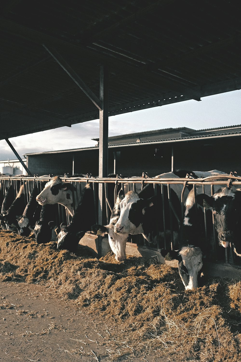 Rebanho de vacas em solo marrom