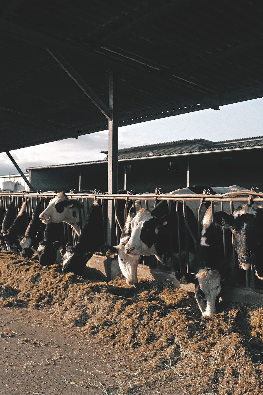 Cattle at DRMP's Dairy farm