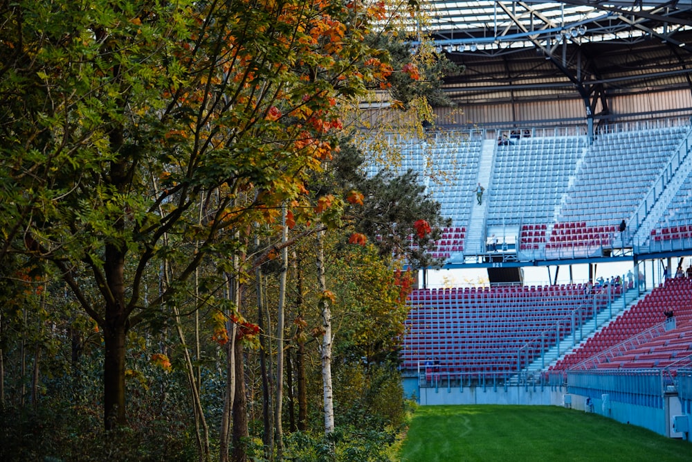 green trees beside stadium chairs