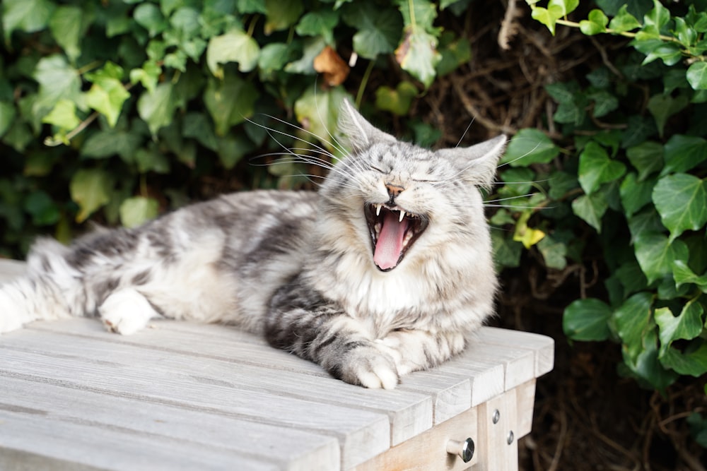 gray and white cat