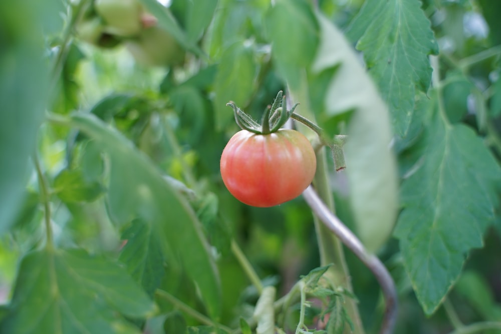 빨간 토마토의 선택적 초점 사진
