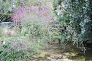 An elegant arrangement of decorative grasses swaying gently in the breeze.