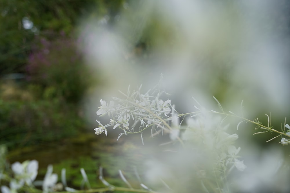 white petaled flower