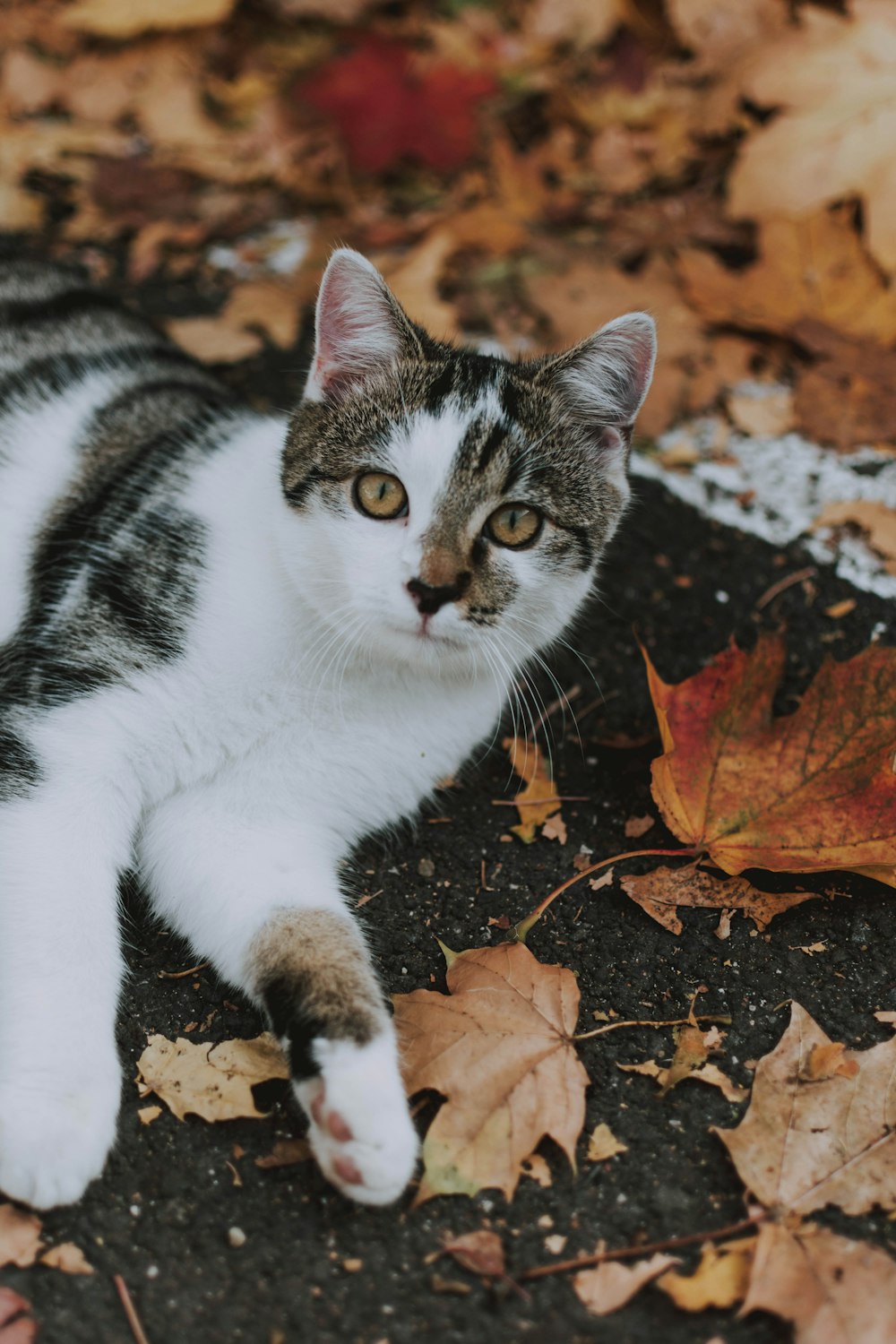 white and black cat lying on withered leaves