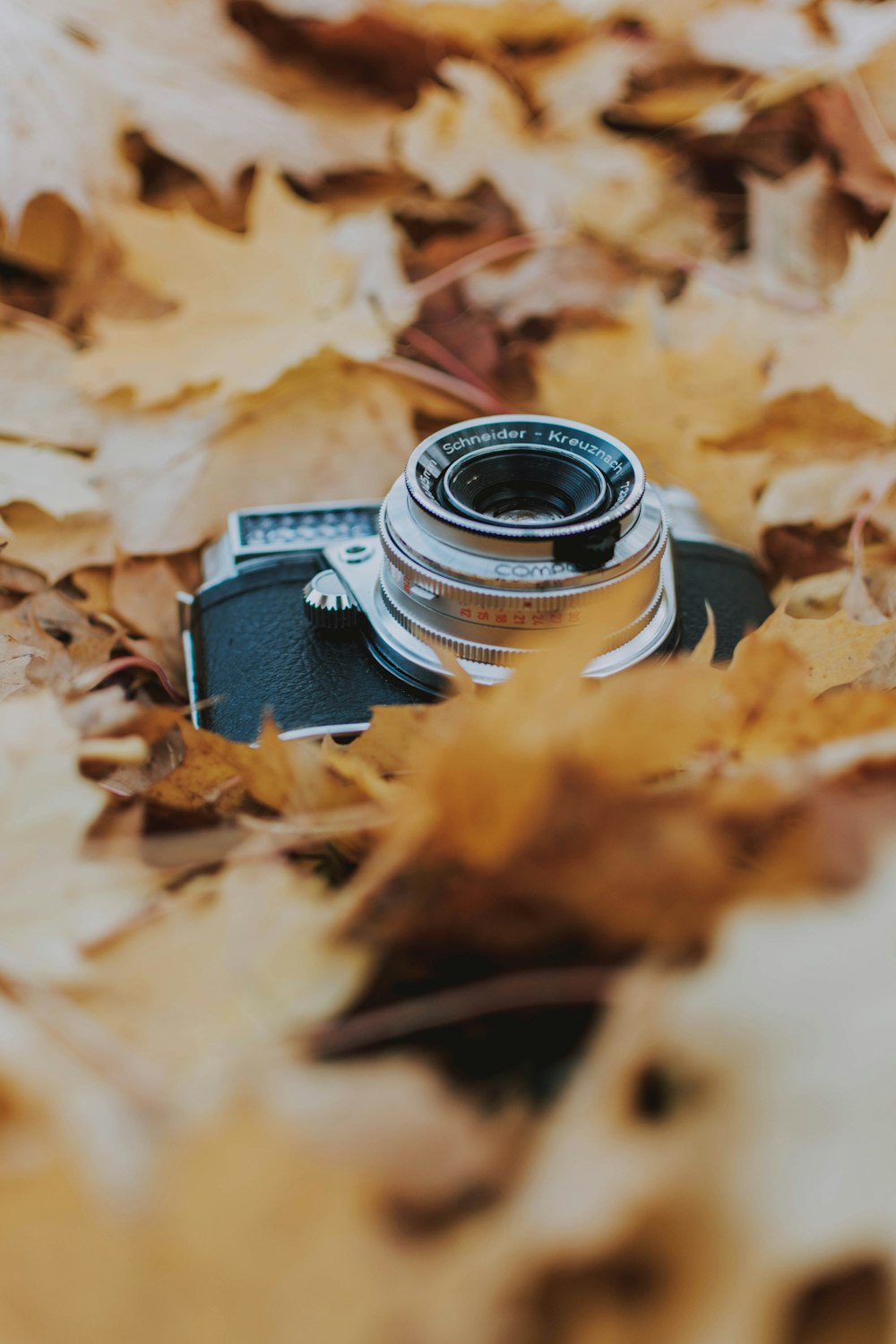 gray and black camera on maple leaf