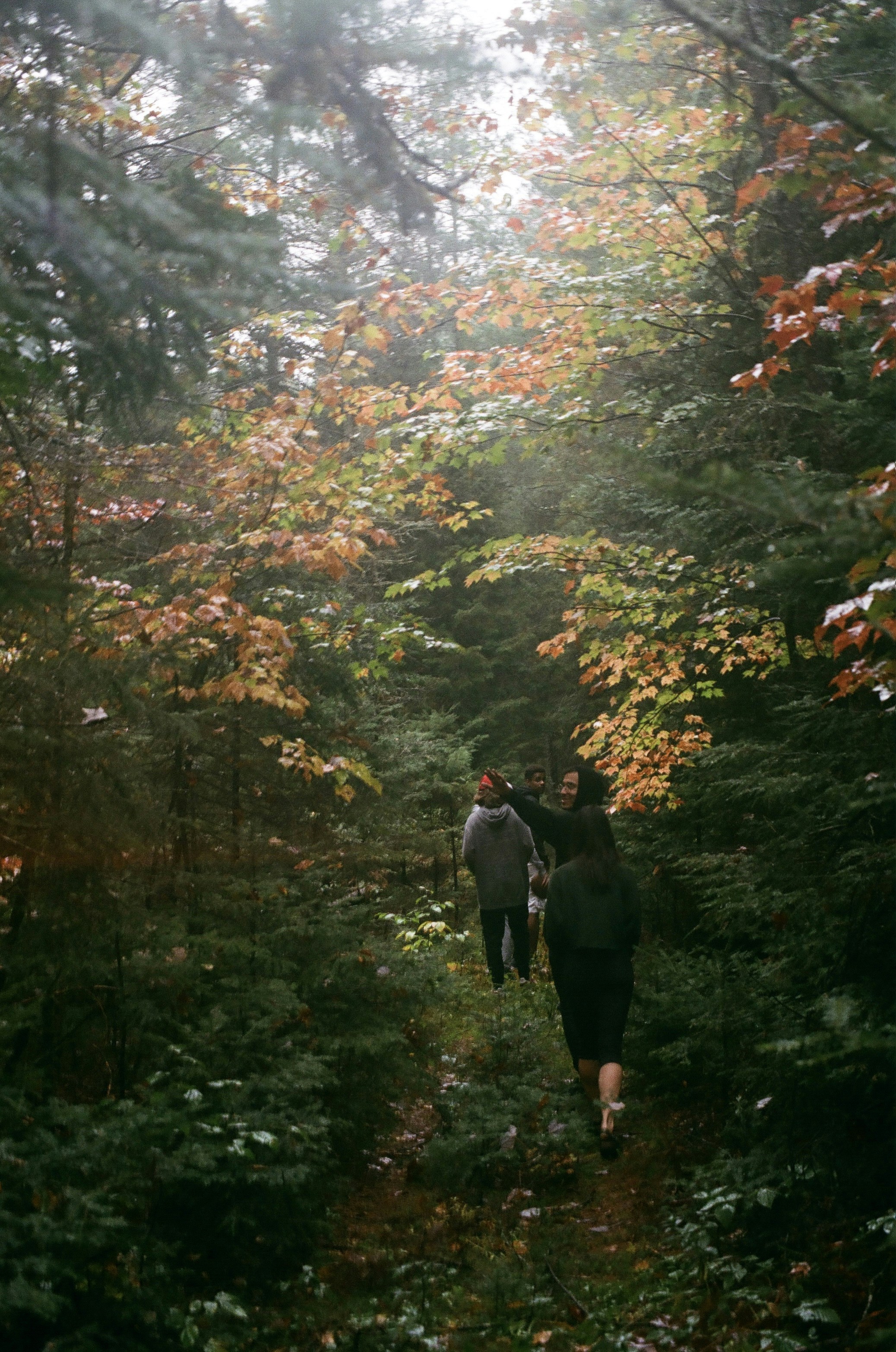 A group hiking through a fall forest with vibrant foliage